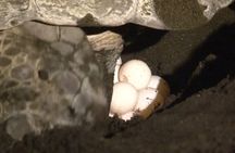 The Majestic Green Turtle Nesting Tour