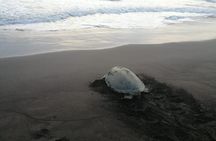 The Majestic Green Turtle Nesting Tour