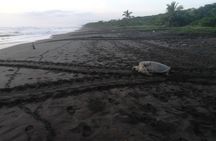 The Majestic Green Turtle Nesting Tour