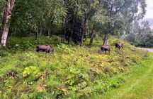 Anchorage Greenbelt Bike Tour