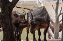 Bandia Animals Reserve combined With The Pink Lake
