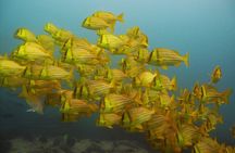 4 Hours Snorkeling Tour in Cabo San Lucas and Corridor