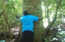 Private Historical Kaya Kinondo Sacred Forest Tour with Guide
