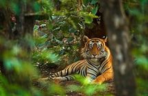 2 Day Jim corbett national park tour with 2 Safari 