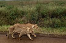 Half Day Nairobi National Park 