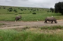 Half Day Nairobi National Park 