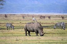 Nairobi National Park half-Day Tour; Free wifi Connection