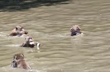 Floating & Railway Markets (Optional Mangrove Visit) Private Tour