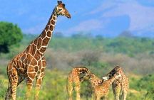 Private Tour To Giraffe Centre in Nairobi