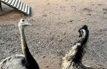 World of Birds, Kirstenbosch and Constantia Wine Private Day Tour