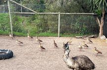 World of Birds, Kirstenbosch and Constantia Wine Private Day Tour