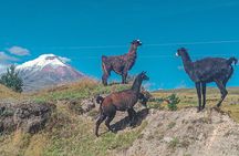 Cotopaxi tour from Quito -horseback ride and hike-NO TOURISTY way