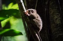 Bohol Country Side Tour - Private w/ Lunch