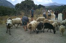 Crete 5-Hour Quad Safari Experience
