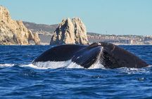 Private Humpback Whale Watching in Cabo San Lucas
