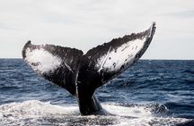 Private Humpback Whale Watching in Cabo San Lucas