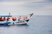 Private Humpback Whale Watching in Cabo San Lucas
