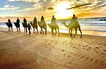 Inclusive Beach Camel Ride, Cap Spartel, Hercules & Full Dinner