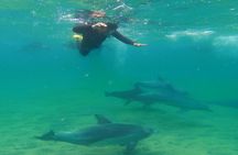 Swim With The Dolphins Experience in Bunbury Australia 