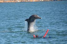 Swim With The Dolphins Experience in Bunbury Australia 