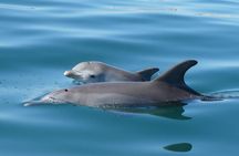 Swim With The Dolphins Experience in Bunbury Australia 