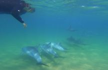 Swim With The Dolphins Experience in Bunbury Australia 