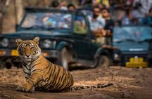 Golden Triangle & Ranthambore: 4-Day Private Tour from Delhi
