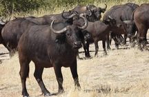 Victoria Falls & Safari Adventure: Both Sides Tour + Rhino Walk