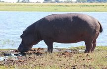 Victoria Falls & Safari Adventure: Both Sides Tour + Rhino Walk