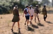 Victoria Falls & Safari Adventure: Both Sides Tour + Rhino Walk