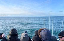 Evening Whale Watching & Puffin Cruise in the Arctic Sun