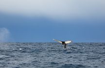Evening Whale Watching & Puffin Cruise in the Arctic Sun