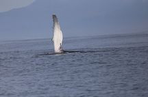 Evening Whale Watching & Puffin Cruise in the Arctic Sun