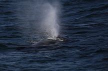 Evening Whale Watching & Puffin Cruise in the Arctic Sun