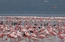 Half Day Tour To Lake Nakuru National Park Private From Nakuru