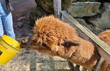 Private Tour in West Jeju Island with Transfer