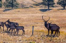 Private Pikes Peak Region Backcountry Full Day Adventure Tour