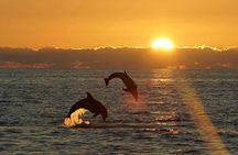 Chincoteague Dolphin Watching Boat Tour