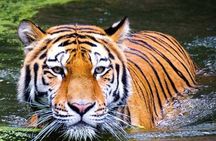 2-Day Ranthambore Safari with Sunrise view of Taj Mahal