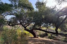 Private Malibu Waterfall Hike & Pacific Coast Drive