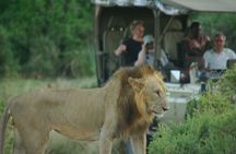 2 nights 3 days Masai Mara safari package