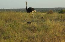 2 nights 3 days Masai Mara safari package