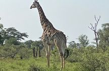 5 Day Kingdom of eSwatini, Kruger National Park & Panorama Route 