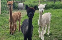 Walking with alpacas - Domačija Loncnar - Bohinj