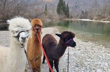 Walking with alpacas - Domačija Loncnar - Bohinj