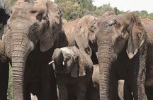  Addo Elephant Park Full day big 5 Safari 