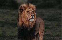  Addo Elephant Park Full day big 5 Safari 