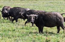 5 day Amboseli, Tsavo east and west expedition 