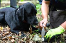 Truffle Hunting and Culinary Adventure