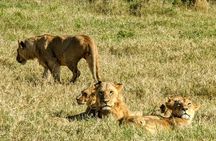 5 day Amboseli, Tsavo east and west expedition 